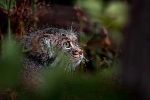 Pallas's cat Stock Photos