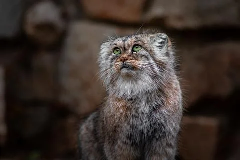 Pallas's cat Stock Photos