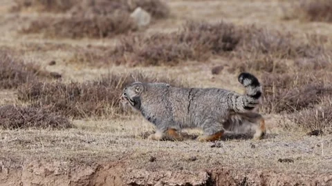 Pallass cat walking through dry grass in the steppe Stock Footage 335248520