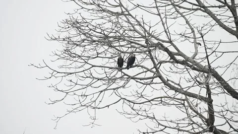 Pallas's Fish Eagle on a dry tree in Kaziranga national park Stock Footage 308530682
