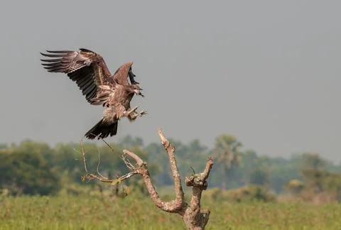 Pallas's fish eagle in flight Stock Photos