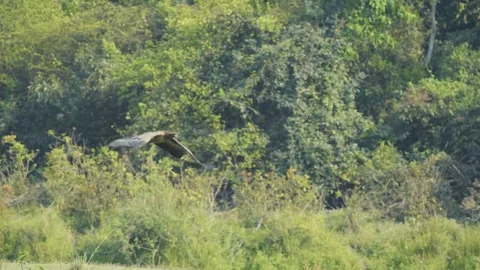 Pallas's Fish Eagle Flying Stock Footage 281402254