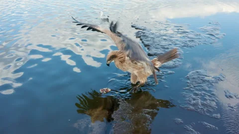 Pallas's fish eagle, Haliaeetus leucoryphus, takes off in the summer over the Stock Footage 162026702