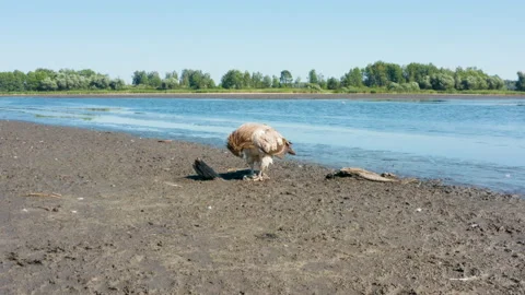 Pallas's fish eagle, Haliaeetus leucoryphus, on sand beach in the middle of pond Video stock 167761364