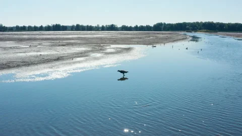 Pallas's fish eagle, Haliaeetus leucoryphus, in the middle of pond, Europe Stock Footage 167761856