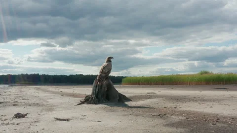 Pallas's fish eagle, Haliaeetus leucoryphus, sits on a tree stump in the middle Stock-Footage 169361379