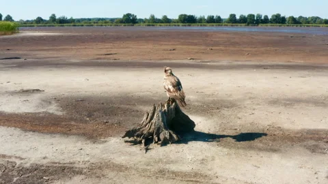 Pallas's fish eagle, Haliaeetus leucoryphus, sits on a tree stump in the middle Stock Footage 172541876