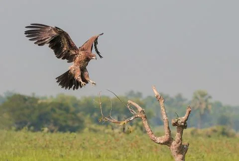 Pallas's fish eagle Stock Photos