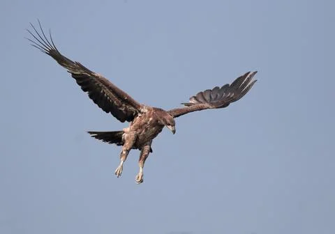 Pallas's fish eagle Stock Photos