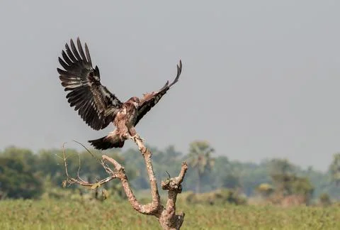 Pallas's fish eagle Stock Photos