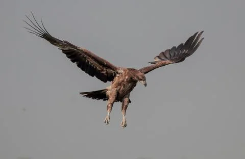 Pallas's fish eagle Stock Photos