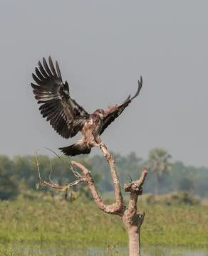 Pallas's fish eagle Stock Photos