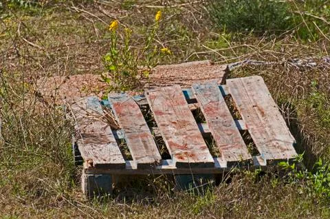 Pallet in the field Stock Photos