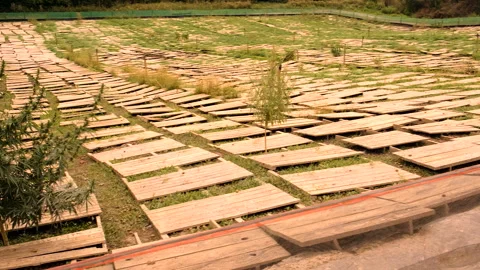 Pallets on a snail farm. Selective focus. Stock Footage 276892557