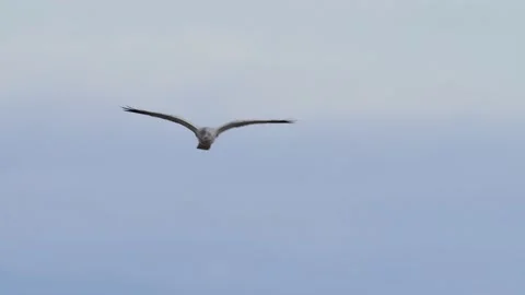 Pallid harrier Stock Footage 193657794