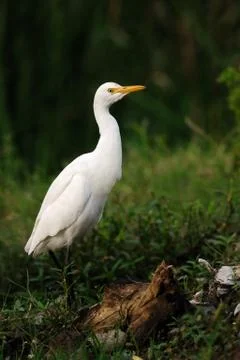 Pallikaranai Foto stock