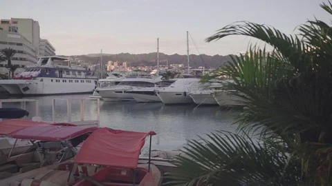 Palm 1 Stock Footage 102219955