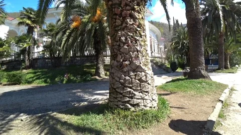 Palm absny sun tree Video stock 120564542