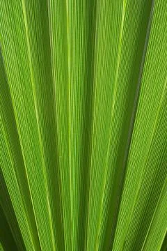 Palm abstract Stock-Fotos