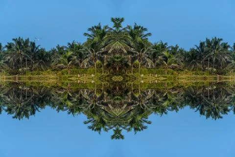 Palm abstract Stock Photos