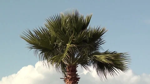 Palm against sky and clouds 2 Stock Footage 34696553