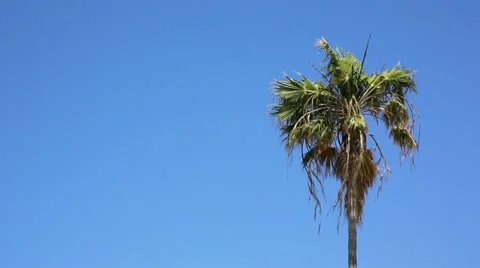 Palm against sky background Stock Footage 11292408