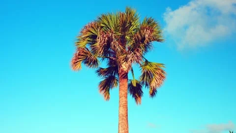 Palm against the sky, in motion. Cycle of green palm leaves in the sun. Stock Footage 264306487