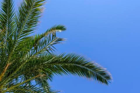 Palm against the sky. Stock Photos