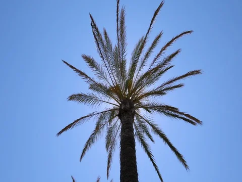 Palm against sun Stock Footage 77262702