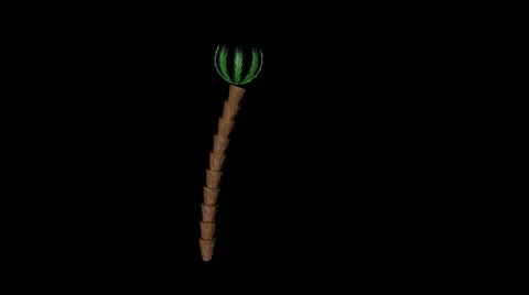 Palm. Alpha matte Video stock 11249307