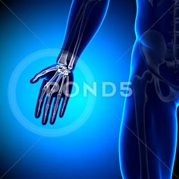 Palm Anatomy - Anatomy Bones: Royalty Free #25443470