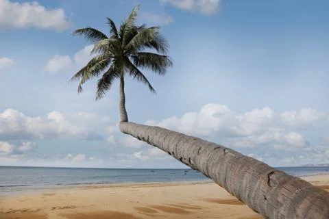 Palm and beach Fotos Stock