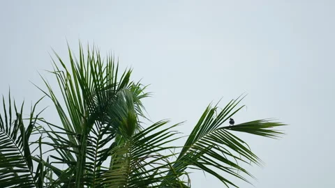 Palm and bird on sky background Stock Footage 242271790