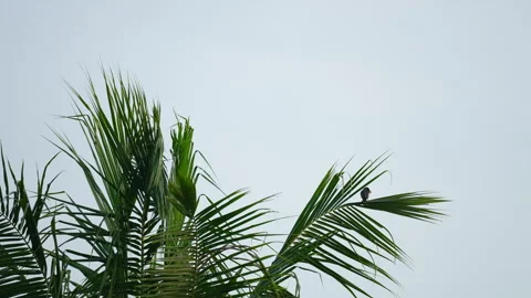 Palm and bird on sky background 動画素材 242272168