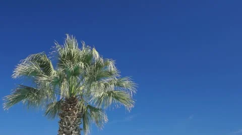 Palm and blue sky Stock Footage 11256323