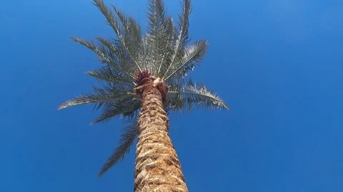 Palm and blue sky Stock-Footage 83992835