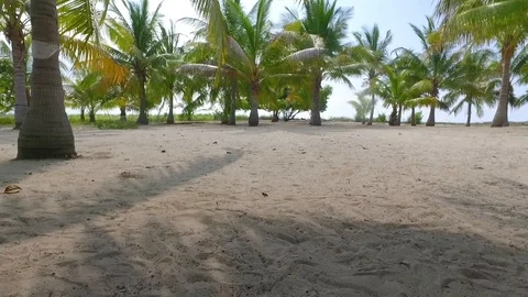 Palm and Coconout Tree, Summer Holiday Stock Footage 100369557