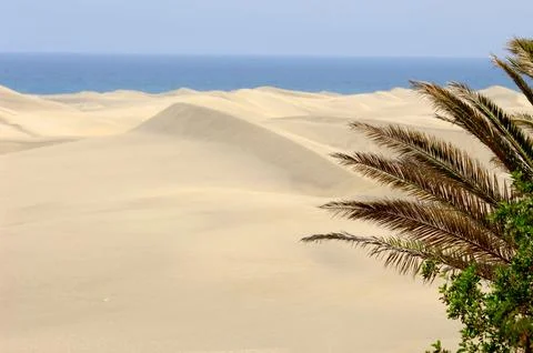 Palm and desert Stock Photos