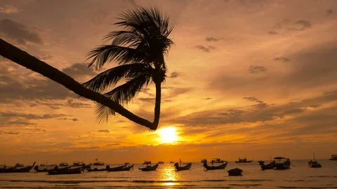 Palm and long tail boats on tropical beach at sunset. Koh Tao island Stock Footage 74684697