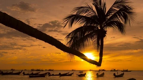 Palm and long tail boats on tropical beach at sunset. Koh Tao island Stock Footage 74684732