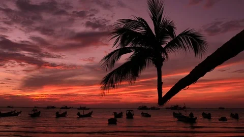 Palm and long tail boats on tropical beach at sunset. Koh Tao island Stock Footage 74684755