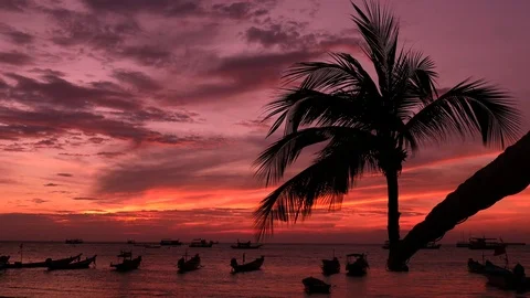 Palm and long tail boats on tropical beach at sunset. Koh Tao island Stock Footage 74684777