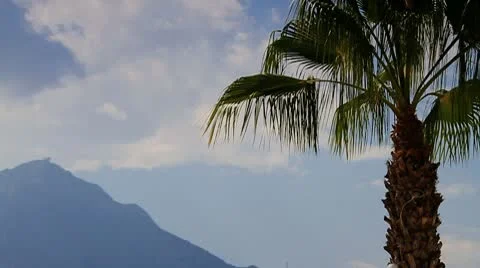 Palm and Mountains Stock-Footage 10154469