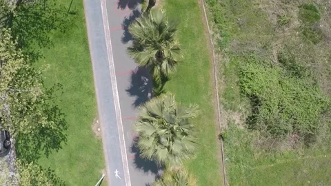 Palm and oak Stock Footage 191692438