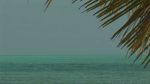 Palm and ocean Stock Footage 65515