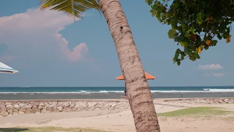 Palm and pavilion seafront , Sunar Beach, Bali 库存影片 336514957