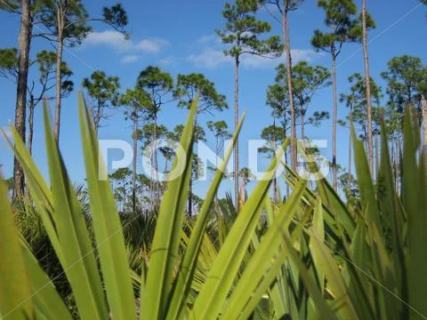 Palm and Pines on the Coast of Florida Stock Photos