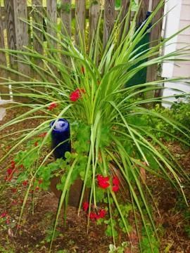 PALM AND RED FLOWERED GERANIUM PLANT Fotos Stock