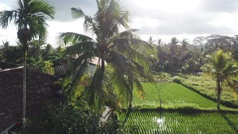 Palm and rice fields Stock Footage 135658839