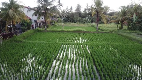 Palm and rice fields Video stock 137574073